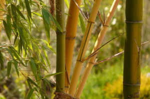 Kode Alam Bambu